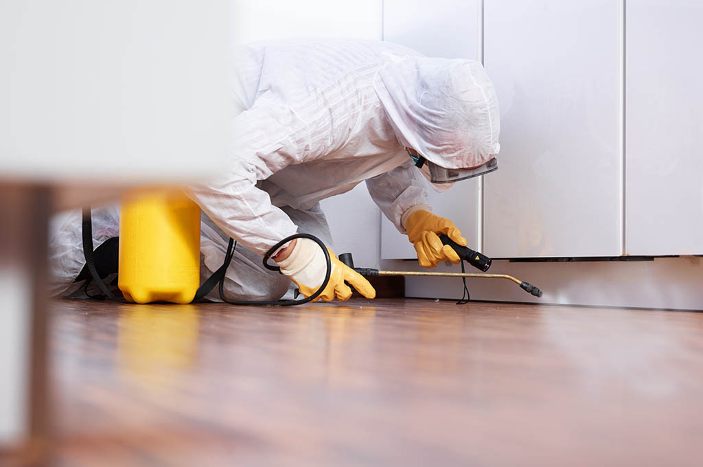 Derattizzazione e Disinfestazione Zucchet