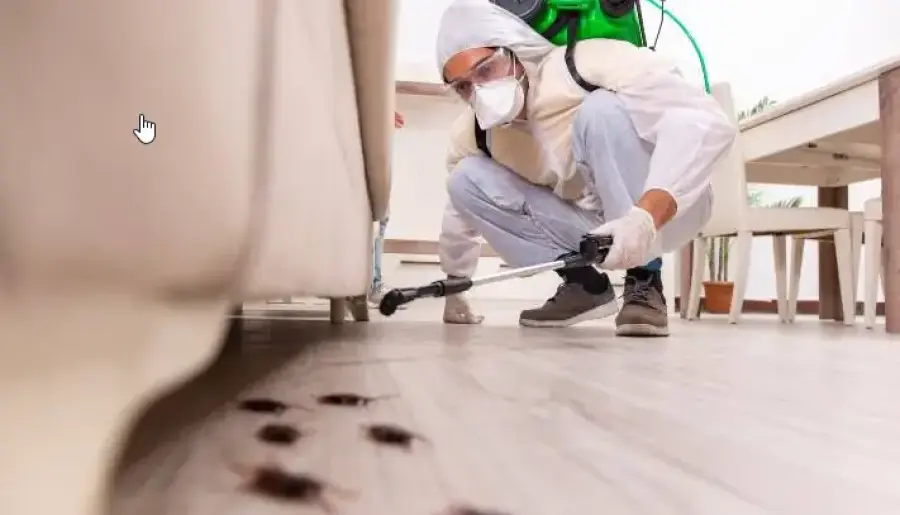 Disinfestazioni blatta americana Roma