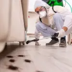 Disinfestazioni blatta americana Roma