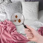 Disinfestazione cimici dei letti Milano