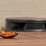 Costo per Disinfestazione Blatte Roma