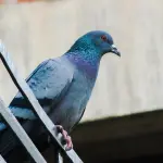 Allontanamento Volatili Roma